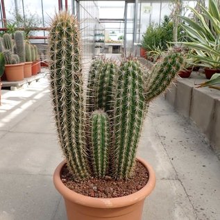 Pilosocereus gounellei