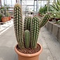 Pilosocereus gounellei