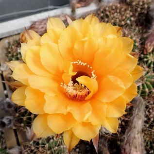 Echinopsis-Hybr. Nürnberg x Santa x Frühlingssonne