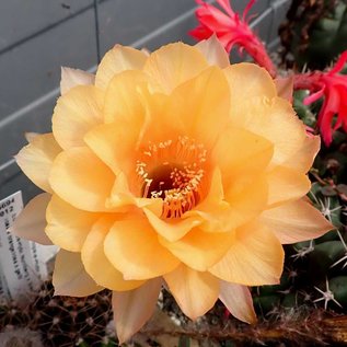 Echinopsis-Hybr. Nürnberg x Santa x Frühlingssonne