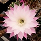 Echinopsis-Hybr. Lochinvar Schick Hybride