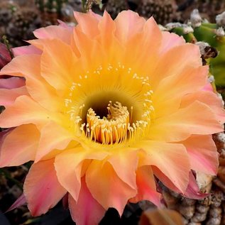 Echinopsis-Hybr. Herz Dame  Rheingold 244