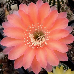 Echinopsis-Hybr. Bacarole Schick Hybride