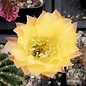 Echinopsis-Hybr. Yellow Paramount  PA 003