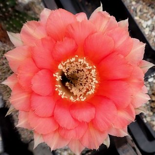 Echinopsis-Hybr. Volker  Rheingold 253