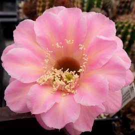 Echinopsis-Hybr. Tuffet  Schick Hybride