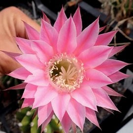 Echinopsis-Hybr. Pink Canary