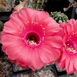 Echinopsis-Hybr. Peace Eros Schick Hybride