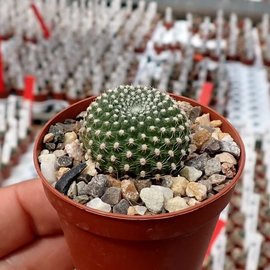 Rebutia senilis v. breviseta