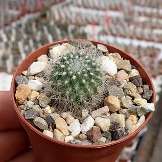 Rebutia  sp.n.  KB 211 Cienaga