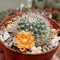 Rebutia kieslingii   Caspata Salla