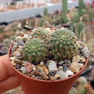 Rebutia wessneriana v. beryllioides Don. 433