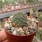 Rebutia tarvitaensis  FR 773 Bolivien