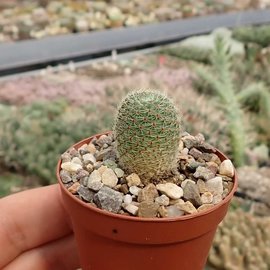 Rebutia teresae v. flavida KK 1724 Junacas, Rio Picomayo, Nogales, 2000 m, Bolivien