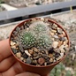 Rebutia  Hybr. Apricot Ice