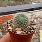 Rebutia  Hybr. Apricot Ice