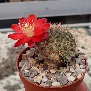 Rebutia wahliana  WR 654 Tarija, Iscayachi, Tarija