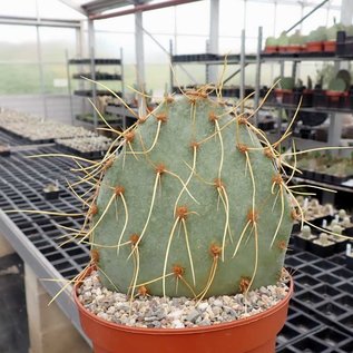 Opuntia cv. Curvispinus       (dw)