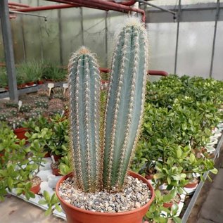 Pilosocereus pachycladus