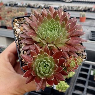 Sempervivum Terracotta Baby       (dw)