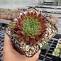 Sempervivum Terracotta Baby       (dw)