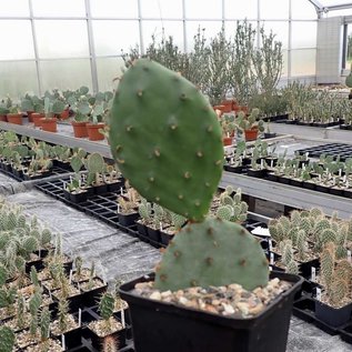 Opuntia humifusa       (dw)