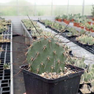 Opuntia rhodantha v. nigra      (dw)