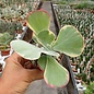 Kalanchoe thyrsiflora variegata