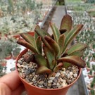 Kalanchoe tomentosa cv. Chocolate