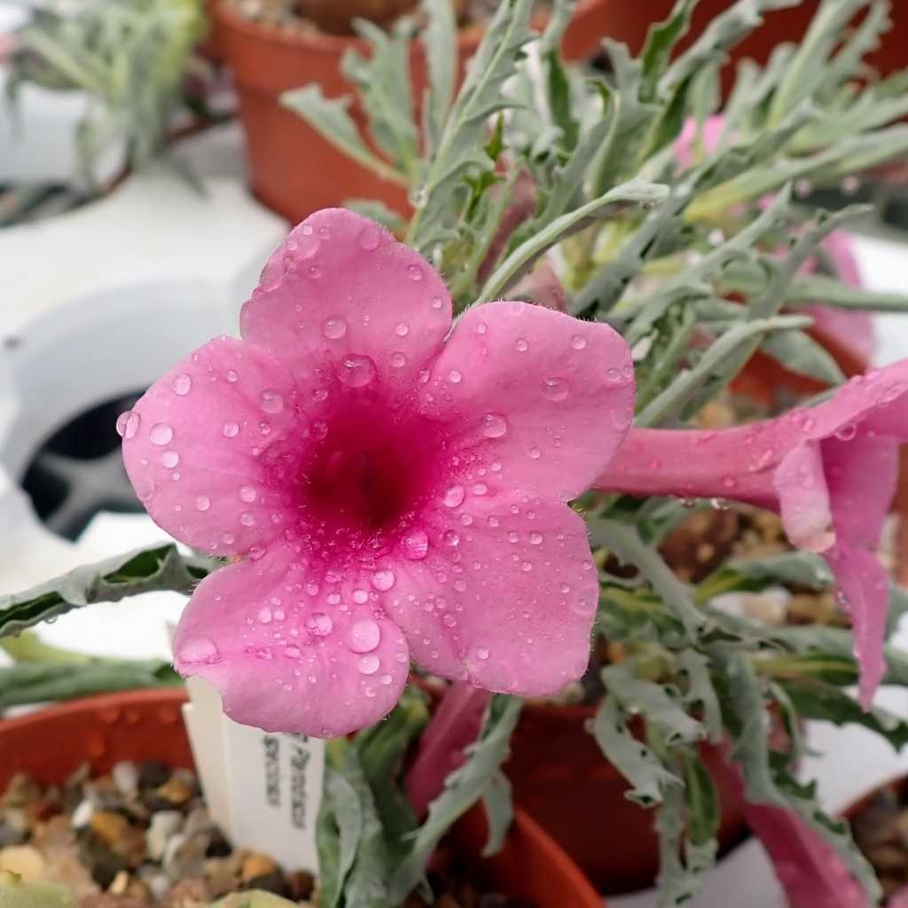 Pterodiscus speciosus Uhlig Kakteen Über 5000 verschiedene Arten