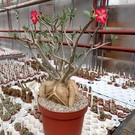 Adenium obesum v. multiflorum XXL