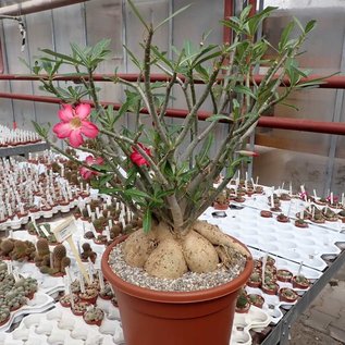 Adenium obesum v. multiflorum XXL