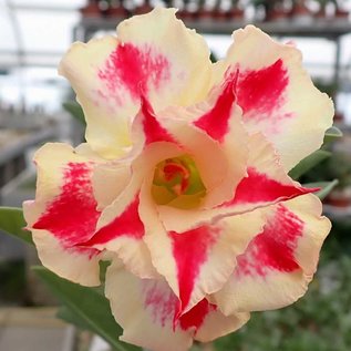 Adenium obesum Starburst   gepfr.