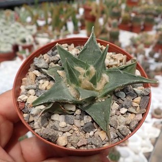 Ariocarpus trigonus v. confusus cv. Weiße Blüte  Aramberri   CITES, not outside EU