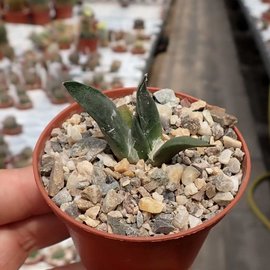 Ariocarpus retusus v. Galleana     CITES, not outside EU