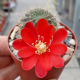 Rebutia wahliana  WR 654 Tarija, Iscayachi, Tarija