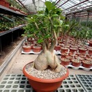 Adenium spec. Senegal