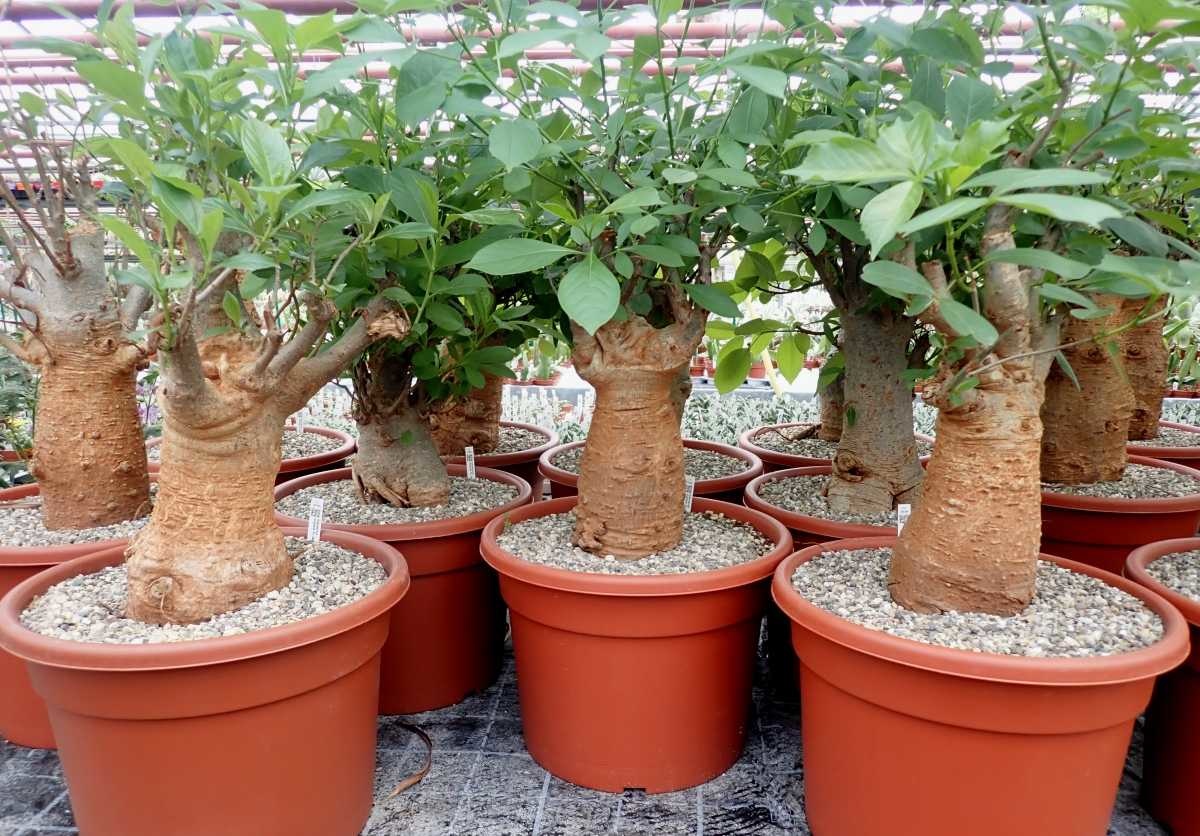 Adansonia digitata XL Baobab Uhlig Kakteen more than 5,000