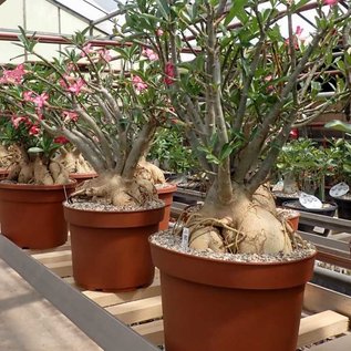 Adenium obesum v. multiflorum XXL