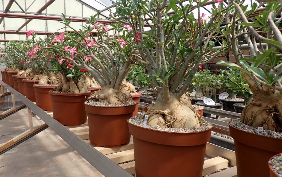 Adenium Obesum V. Multiflorum Xxl – QTWWM