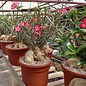 Adenium obesum v. multiflorum XXL