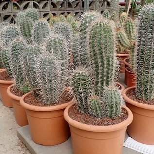 Pachycereus pringlei Cardon XL