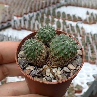 Rebutia sanguinea  FR 760 East and South of Angosto, Tarija, Tarija, Bolivien