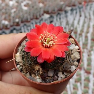 Rebutia pygmaea v. iscayachensis KK 1984 Rio Grande, Torotoro, Bolivia, 2800 m