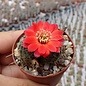 Rebutia pygmaea v. iscayachensis KK 1984 Rio Grande, Torotoro, Bolivia, 2800 m