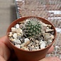 Rebutia kieslingii  Lode 2146