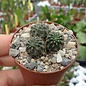 Rebutia zecheri  WR 650 Tarija, Isacayachi, Tarija