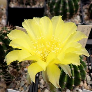 Echinopsis-Hybr. Yellow Monarch