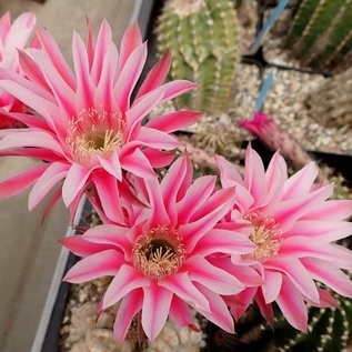 Echinopsis-Hybr. Sonata  Rheingold 215