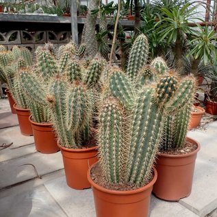 Pilosocereus gounellei